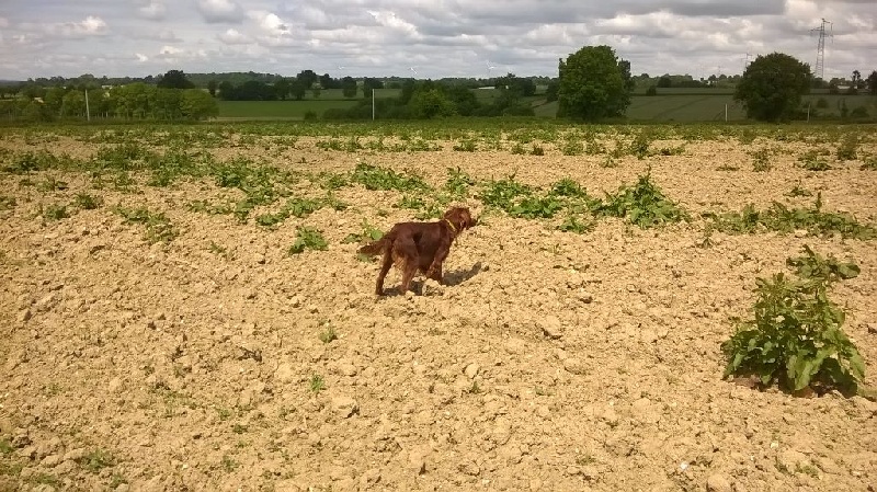 TR. Getro Du Clos De La Babille